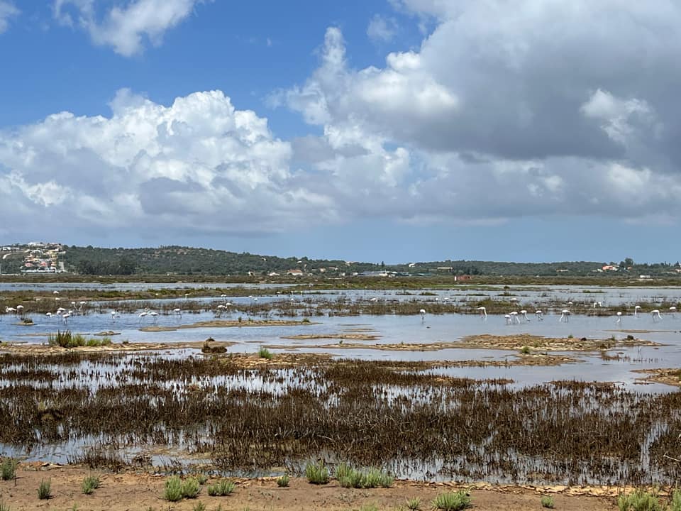 Flamants d'Alvor