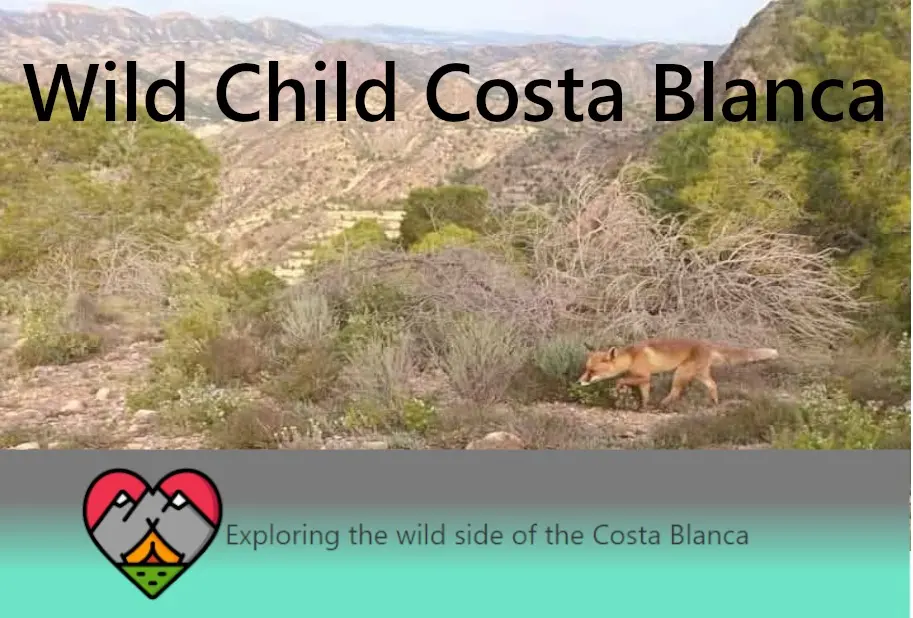Wildchildcostablanca. Com