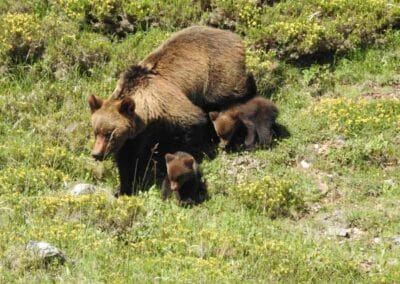 Things to do senda del oso